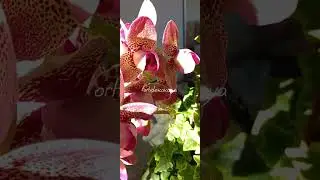 однозначно орхидея БОМБА! домашнее цветение!