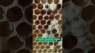Рождение пчелы сборщицы мёда полезного.
