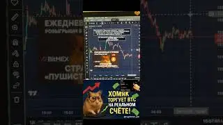 Пушистый трейдер зарабатывает на крипте! 🐹💰 Хомяк торгует лучше профи в прямом эфире!