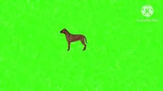 Green screen dog eating#copyrightfree green screen animal eating#greenscreen 🐕 dog