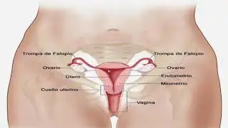 Reproducción femenina real |👩‍👧‍👧| Educación saludable y organizada para todos.