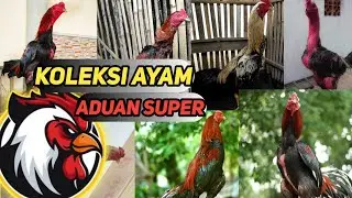 15 JT😱KOLEKSI AYAM BANGKOK JUARA DAN 🥶AYAM ADUAN PUKUL MATI CEPAT SUPER MEWAH