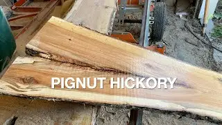 Pignut Hickory Crotch Log!