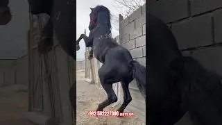 Аспхои нав Наими Эгилик 🇹🇯