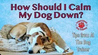 How Should I Calm My Dog Down? - Tips From Al The Dog Trainer
