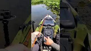 Snakehead Heartbreak...Winners & Losers #snakehead