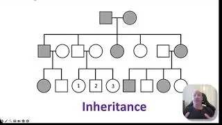 Inheritance  2- codominance, incomplete dominance, multiple alleles, polygenic and sex-linked