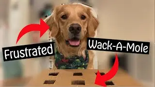 My Dog Gets Frustrated During Treat Challenge #goldenretriever #puppy #challenge