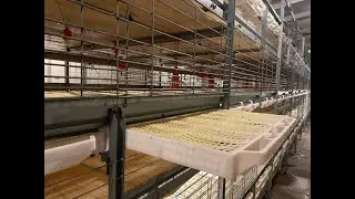 How to harvest 800,00 broiler chicken within 10 hours
