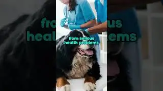 3 Reasons You SHOULD NOT Get Bernese Mountain Dog 