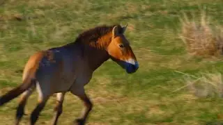 Life On Our Planet [2023] - Yukon Wild Horse Screen Time