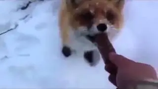 Лиса и шоколад!
