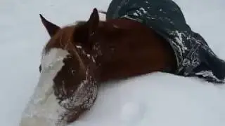 Лошадь радуется снегу! С Новым годом!