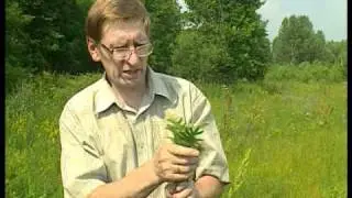 Potentilla anserina (лапчатка гусиная)