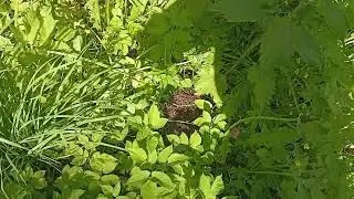 Hedgehog Ёж