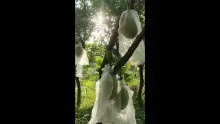 Vườn mít thái