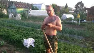 Окучиваем картошку