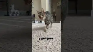 #cat #kittypets #catlover #oldcat #seniorcat #kitty #pets #cute #21 #petlover #dago