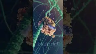 mRNA transcription animation | 