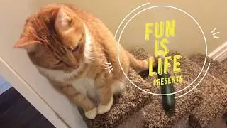 КОТЫ И ОГУРЦЫ! Коты боятся огурцов! Смешные коты!