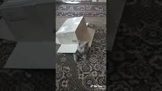 #cat #кот #оскар #котик #коробка