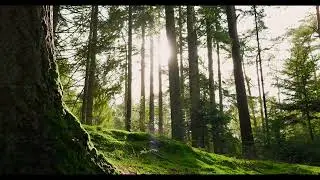 Singing forest