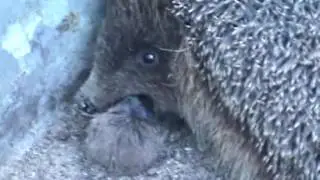 Природа как она есть. Ёжик ест мышь.