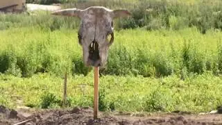 Сюжет ТСН24: У Восточного обвода археологи обнаружили признаки проживания ирано-язычных племен