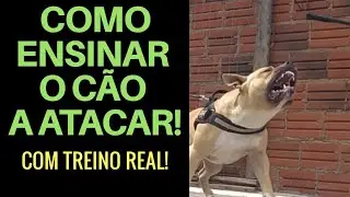 COMO ENSINAR TEU CÃO A ATACAR! (com treino real de cão de guarda)