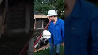 Наша птичка // Из архива // Гуси // Куры // лето 2021 //Приколы в деревне//Тик Ток 