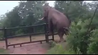 WOW!! One Shocking thing Elephants can do and we did't know!