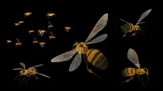 Honey Bees - Flying Loops and Transitions