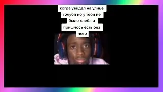 голубь тик ток