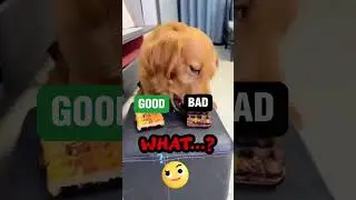 Animals And Manipulation