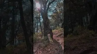 #natural #atardecer #forest #naturaleza