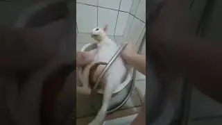 ути как котик моется #cat #cute #funny #memes