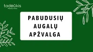 Medelyno augalų pabudimas anksti pavasarį. Pristatome mėgstamiausias ir naujausias veisles.