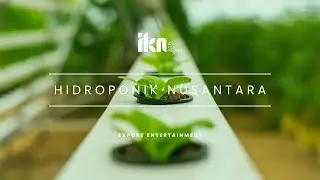 Hidroponik Nusantara I UMKM Hidroponik Ibu Kota Nusantara
