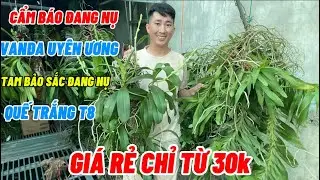 14/4 QUẾ TRẮNG T8. CẨM BÁO & CÁC LOẠI LAN ĐANG NỤ. GIÁ RẺ Lh 0965224337 || PHONG LAN RỪNG