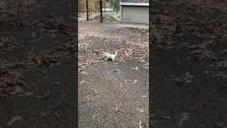 Zuma attacking leaves