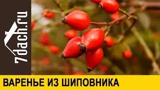 👩‍🌾 Варенье из шиповника - вкусная и полезная заготовка на зиму- 7 дач