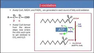 4. Oxidation of fatty acids - Biochemical Principles of Energy Metabolism