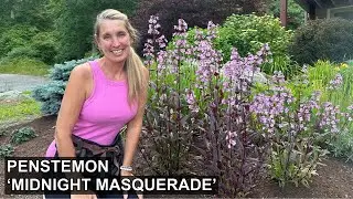 Meet Penstemon 'Midnight Masquerade'