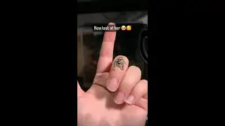 Adorable Little Jumping Spider Has Got Big! 