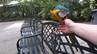 Close encounter with a smart macaw parrot