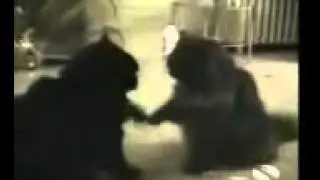 Классные приколы про котов