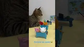 #3кота #мультик #трикота #школа