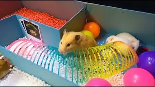 Pool Maze for 🐹 Hamster baybies - Rainbow Pyramid Maze
