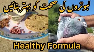 Formula for Health of Racing Pigeons | Racer Pigeon