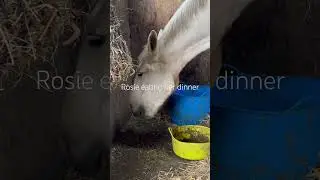 ASMR Rosie eating her dinner 